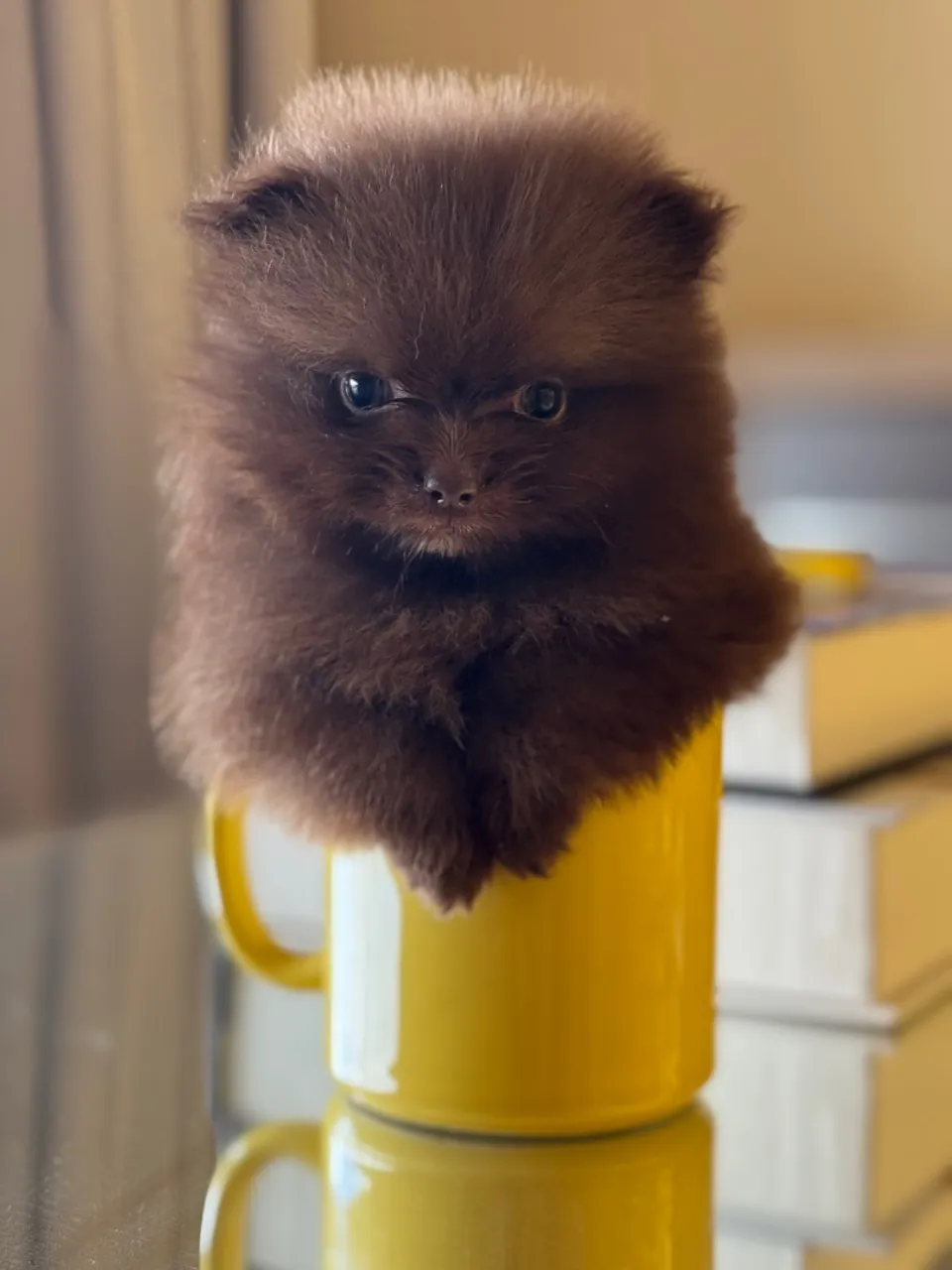 Filhote Spitz Alemão Mini Chocolate