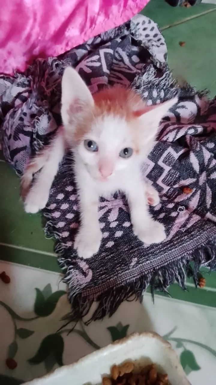 Adoção responsável filhotes dóceis  - Foto 5