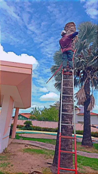 Cortes de arvores - Foto 4