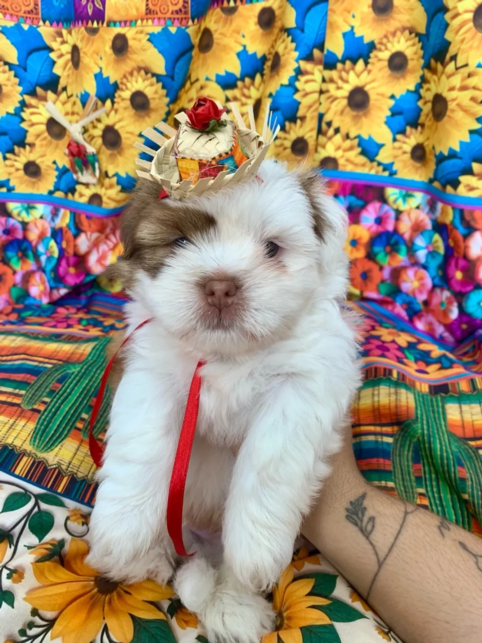 Filhotes De Lhasa Apso à venda