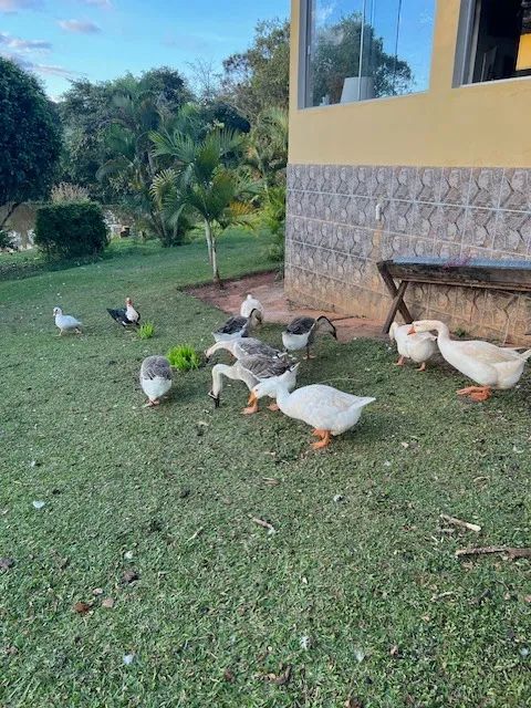 gansos sinaleiros africanos - Foto 4