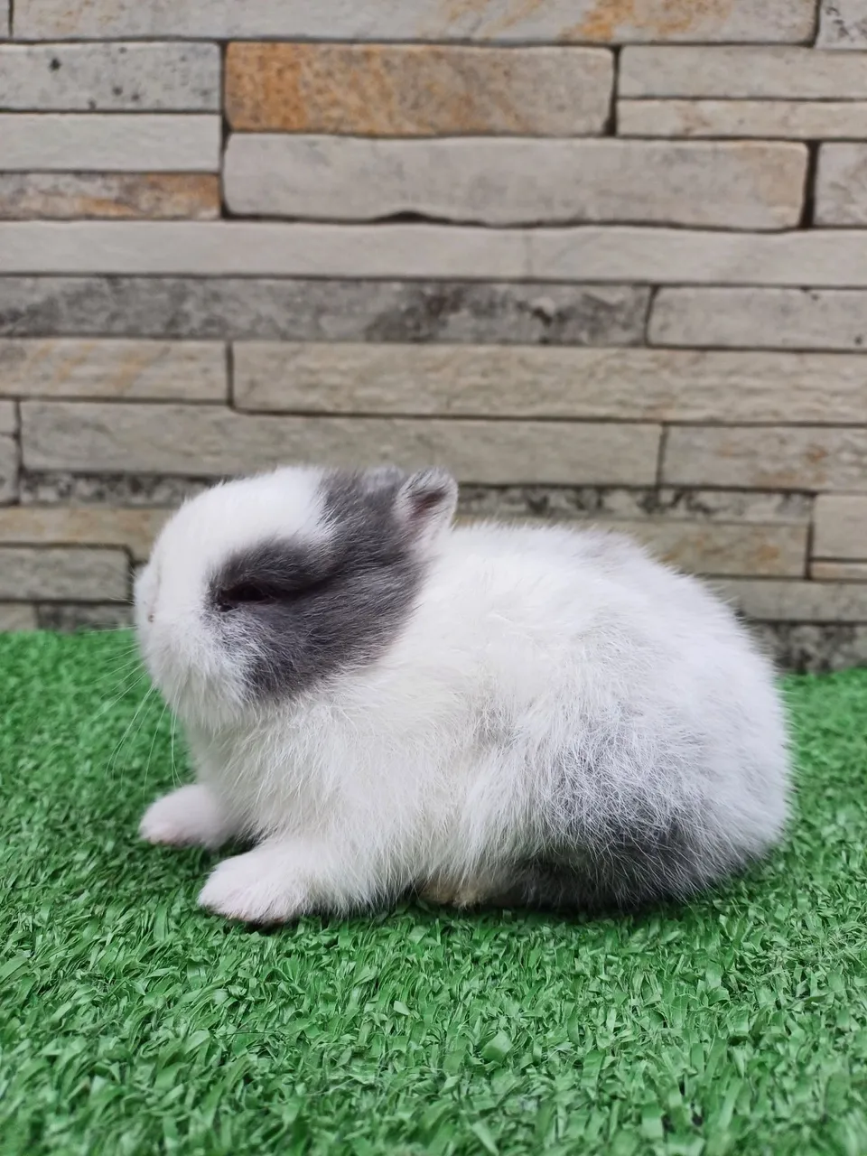 Coelho anão (Raça Netherland Dwarf linhagem importada)