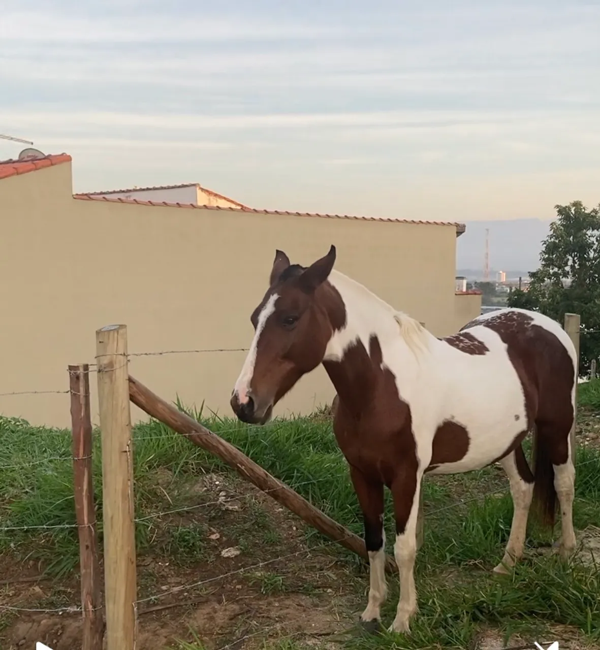 Égua mangalarga marchador 