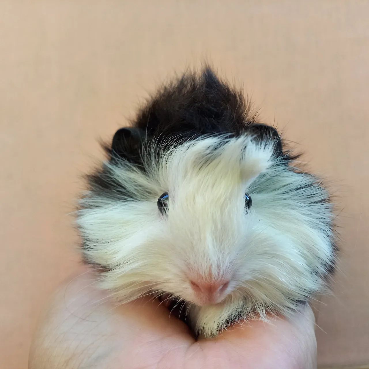 Porquinho da Índia  - Foto 2