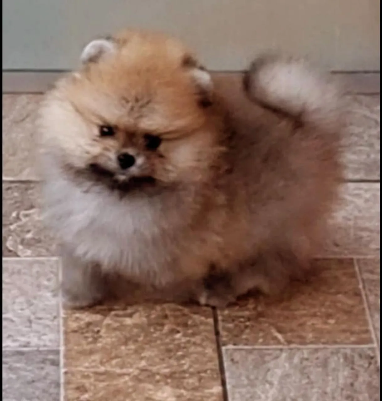 Filhote de Spitz Alemão - Pelúcia de 4 Patas!