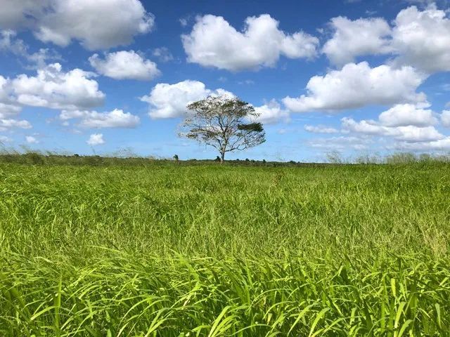 Fazenda com 590 hectares na região de Monte Alegre estruturada - Foto 5