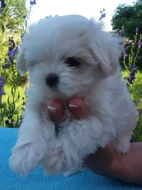 Maltês Micro Branquíssimo Macho - Compacto, Charmoso e Inteligente!