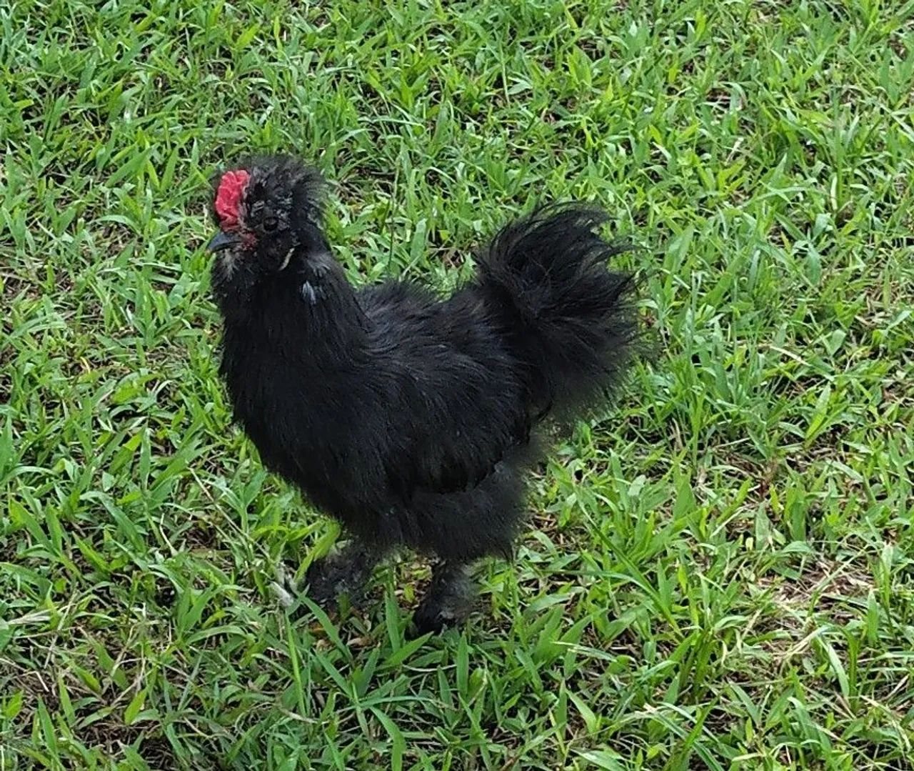 Galo Sedoso Preto mistiça 5 dedos