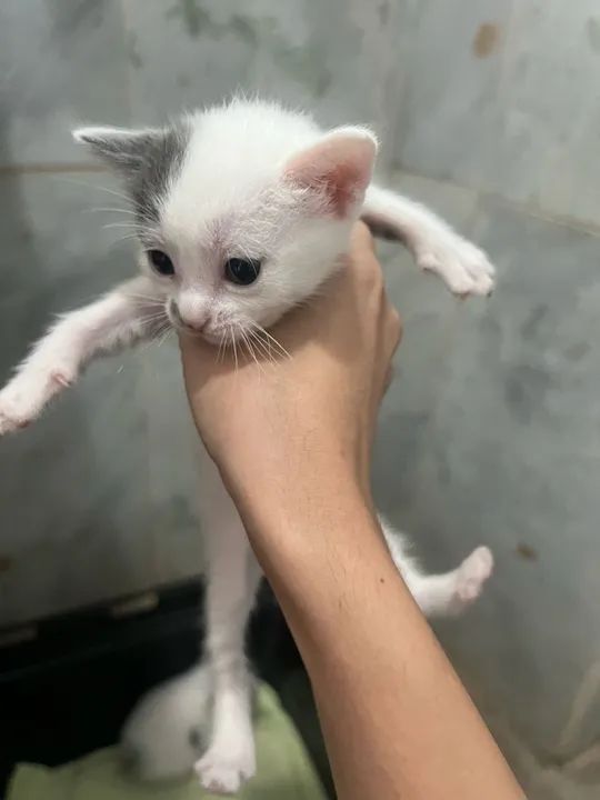 Gatinhos cinza e branco disponível para adoção - Foto 2
