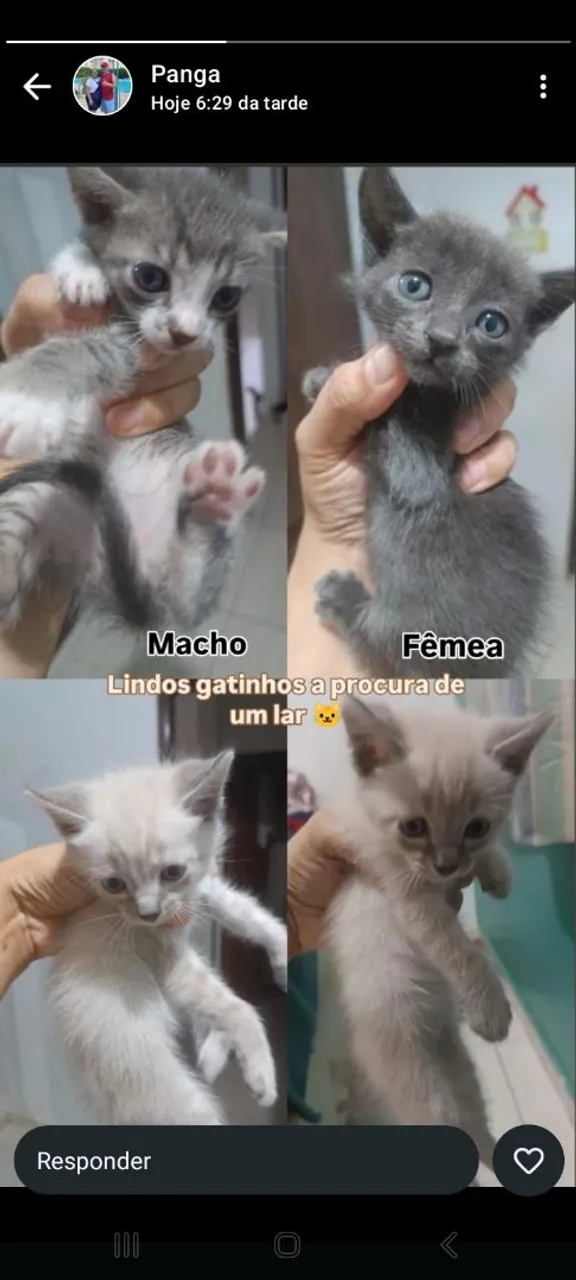 Gatinhos lindos para adoção!