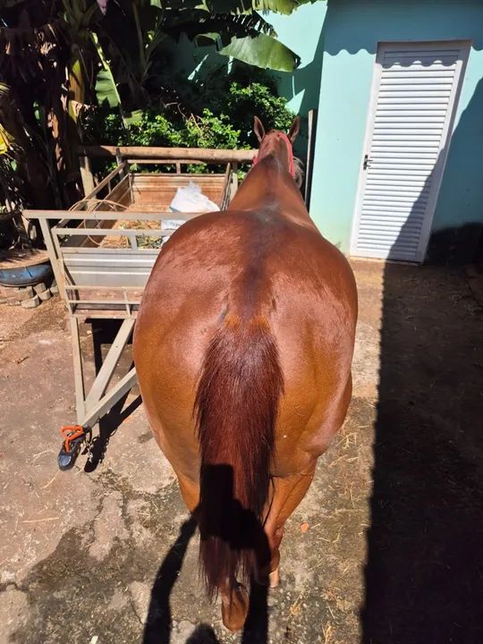 Cavalo Puro Sangue inglês Domado  - Foto 2