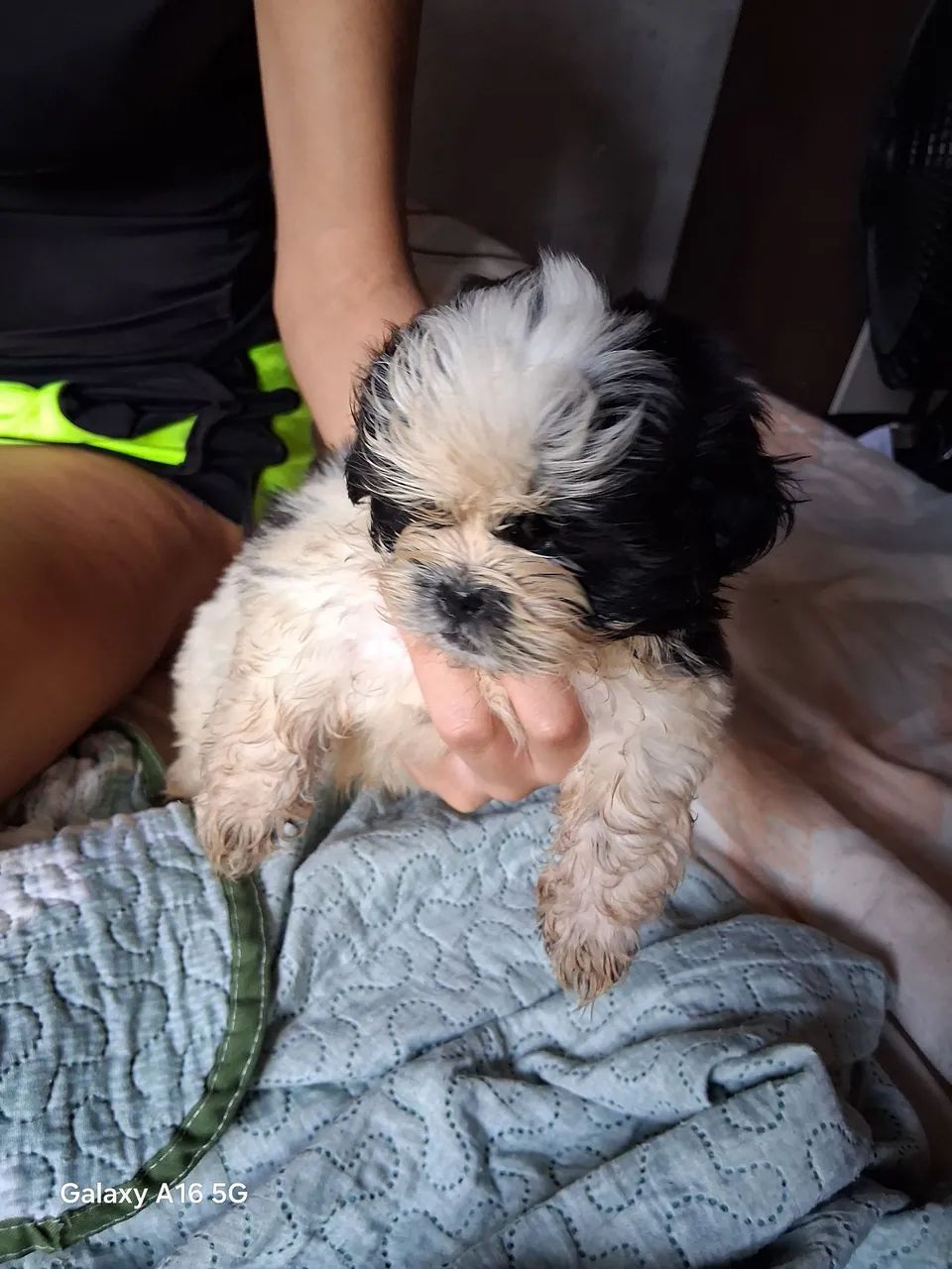 Filhotes Shih Tzu disponíveis - Foto 4