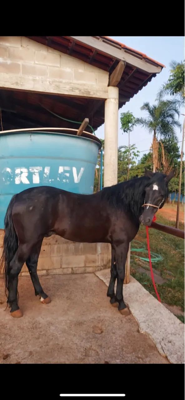 Garanhão Mangalarga marchador  - Foto 3