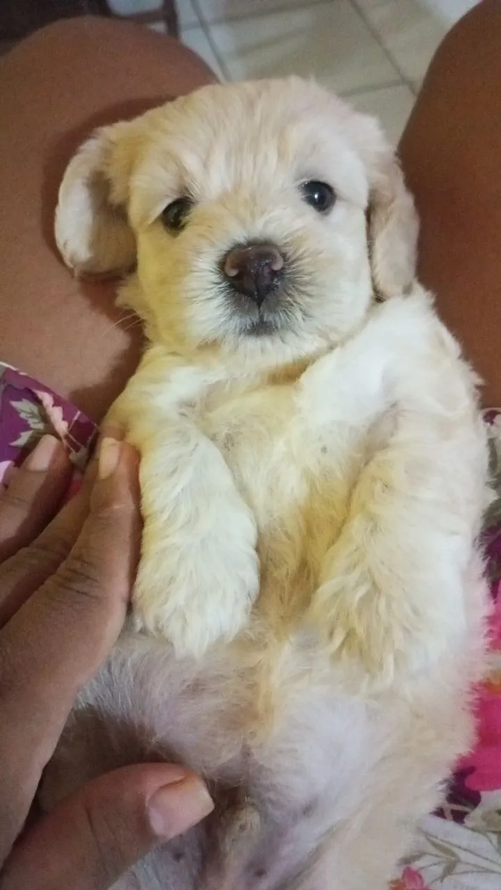 Filhote de poodle numeração 1 