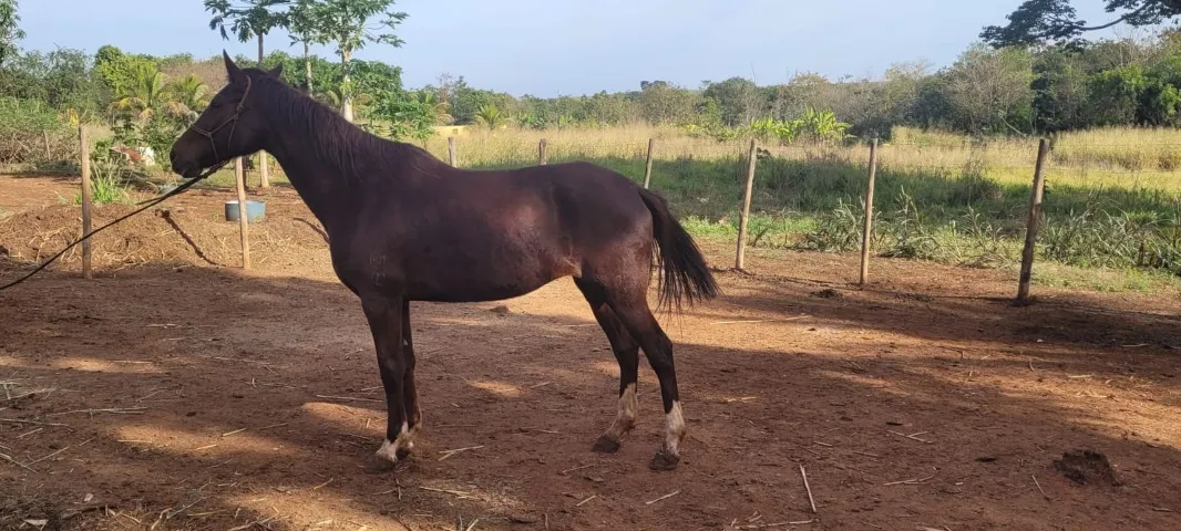 Vendo Egua Mangalarga Mineira Pura Marchador
