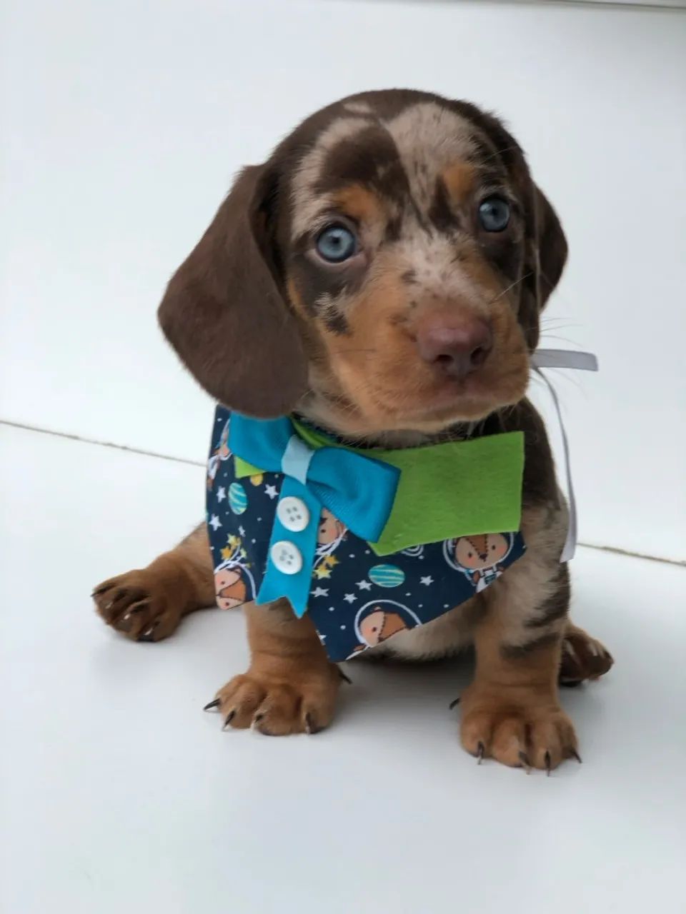 Filhote de Dachshund Arlequim - Uma Fofura - Foto 5