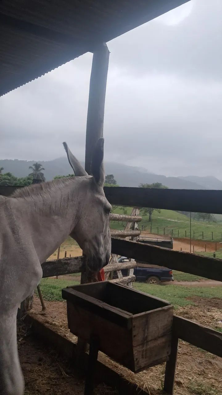Venda de cobertura  - Foto 5