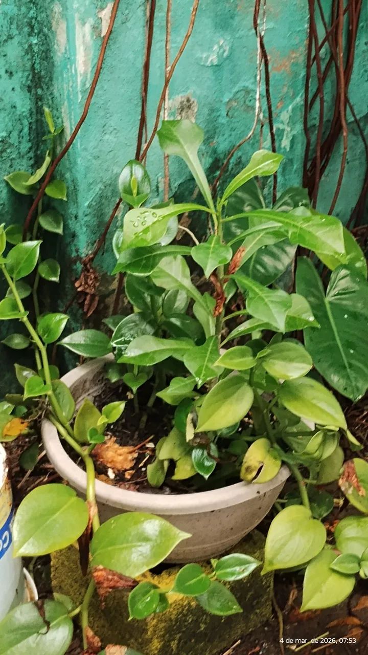 plantas  - Foto 3