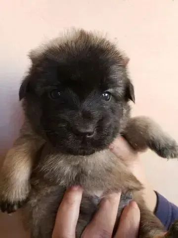 poodle x maltes - Foto 3