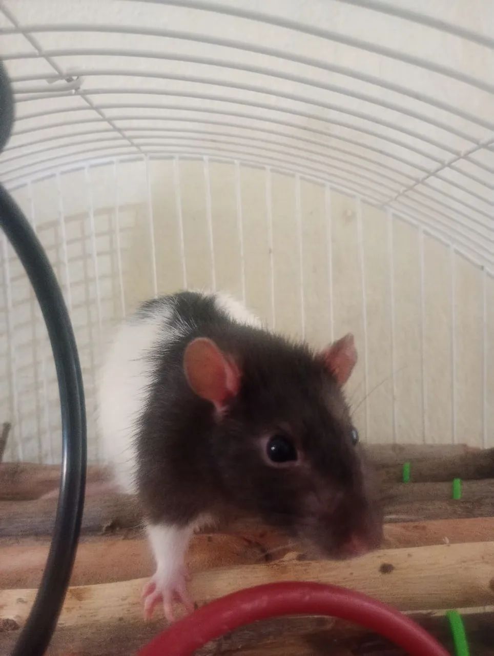 Rato de Laboratório Twister Hamster Mercol  - Foto 2