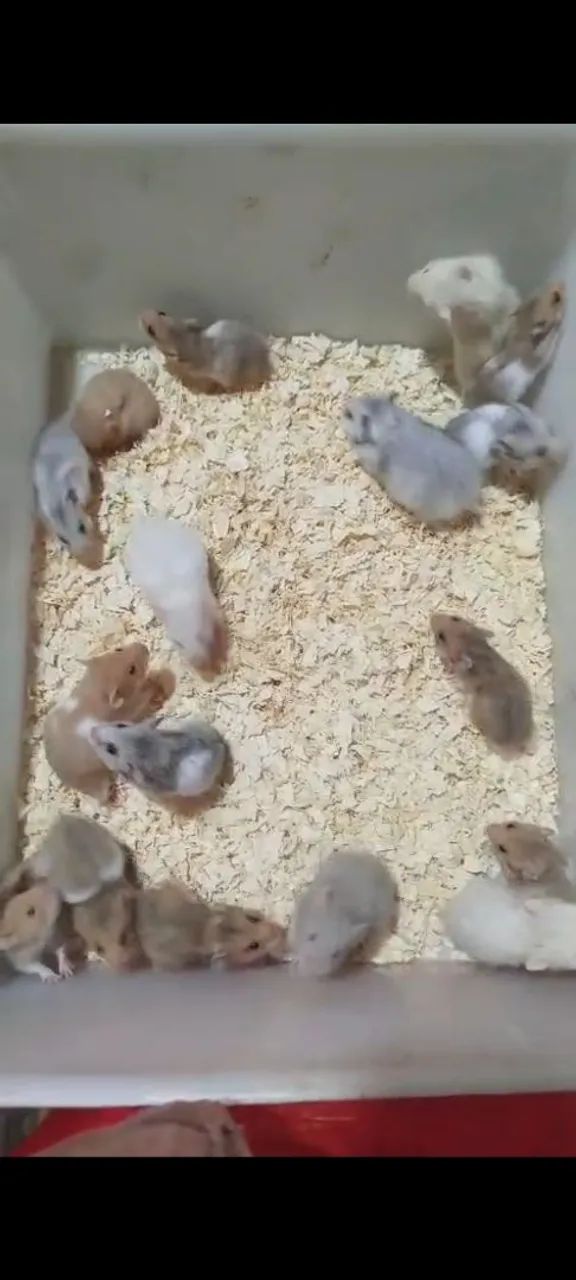 Hamster angorá 