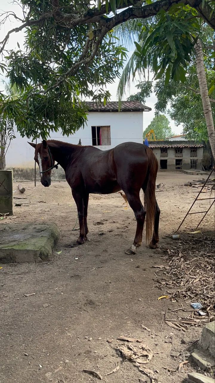 Cavalo de procedência  - Foto 3