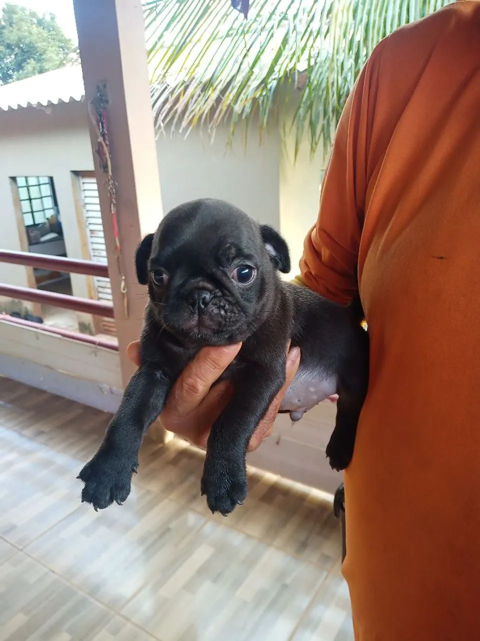 Filhote Pug 