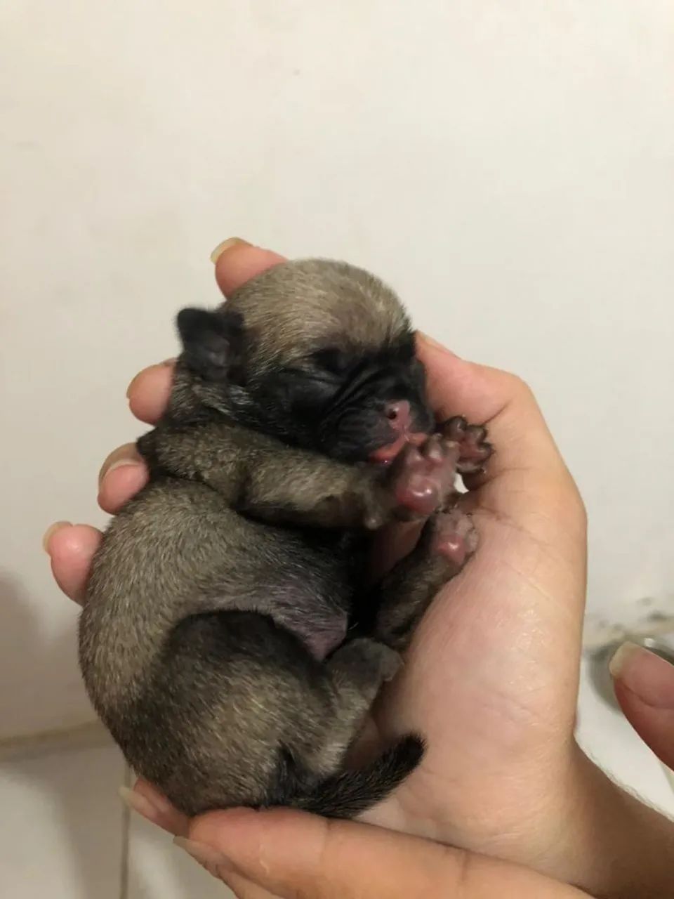 Pug - Foto 3