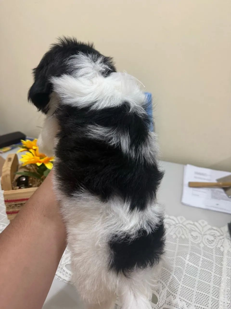 Shihtzu Micro Macho - Foto 3