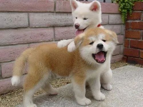 Akita Inu 