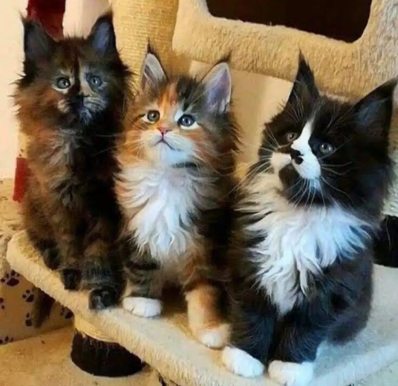 Maine coon 