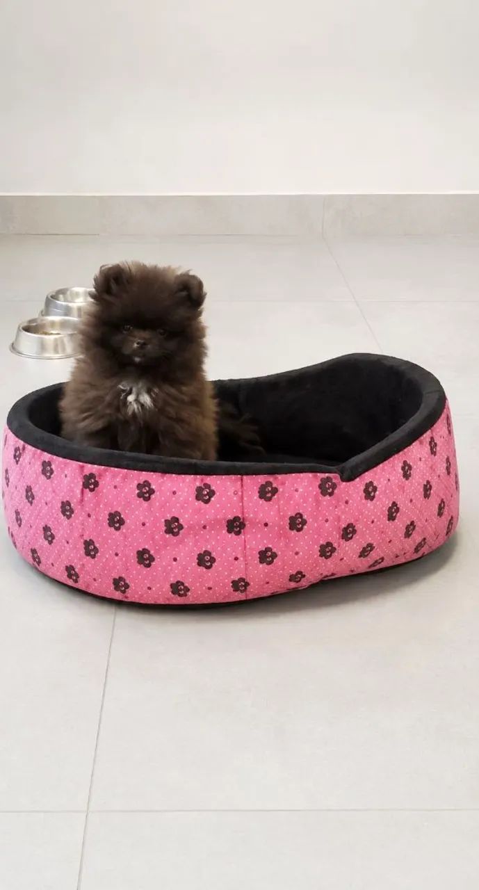 Lulu Pomerânia chocolate
