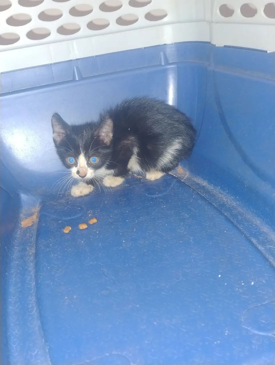 Gatinho filhote para adoção responsável - Foto 2