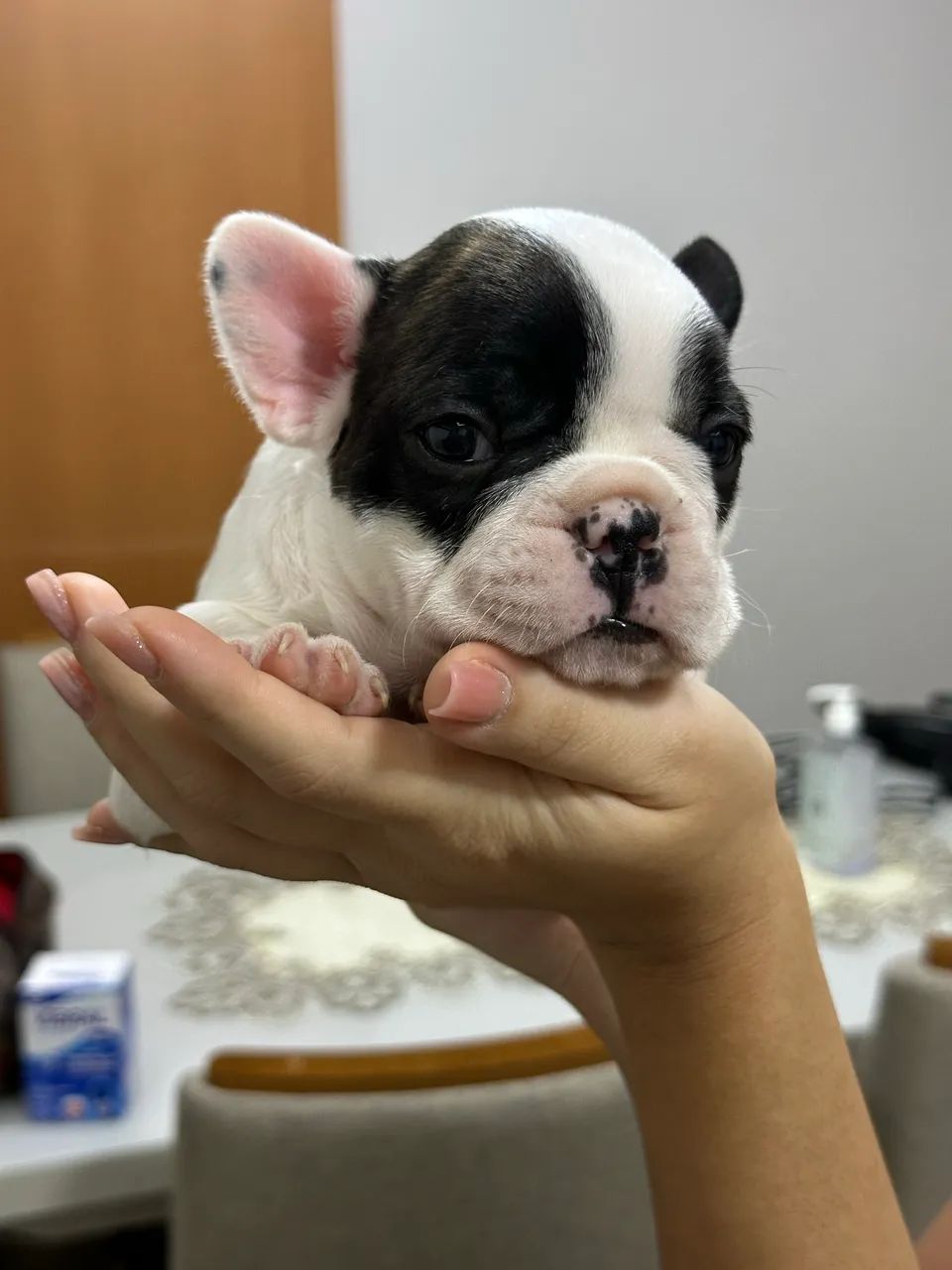 Buldogue francês  - Foto 3