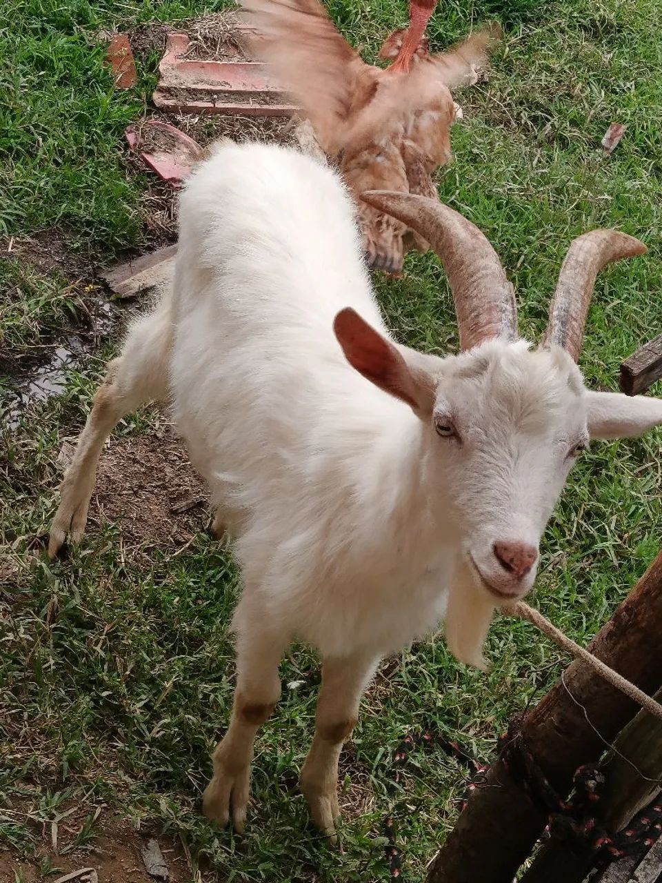 Cabrito sannen  - Foto 5