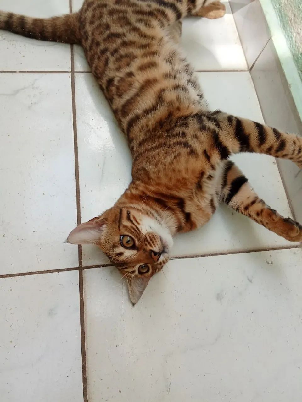 Gatos bengal ,super doceis com pedigree  - Foto 3