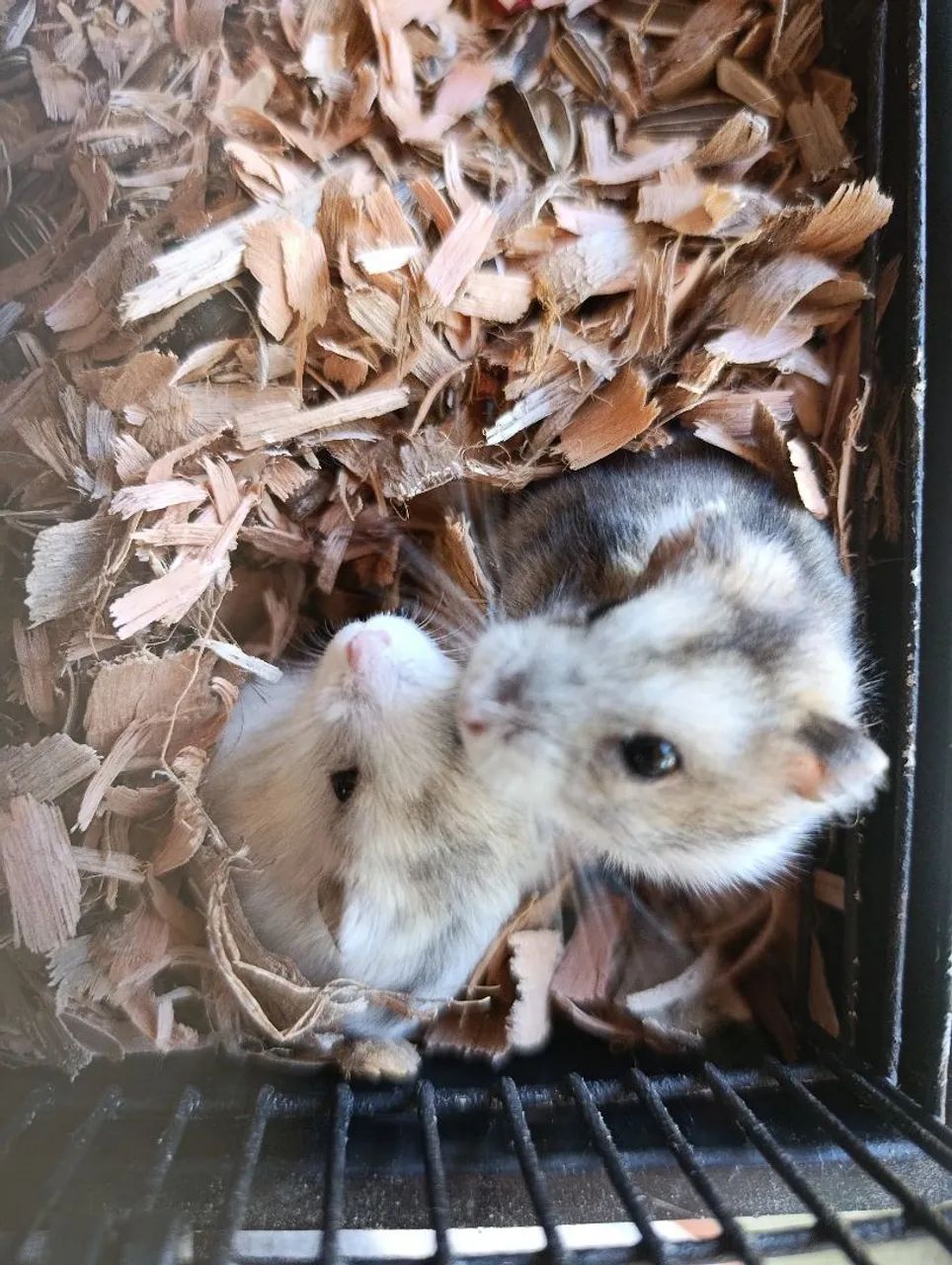 4 casais de hamsters anão russo 
