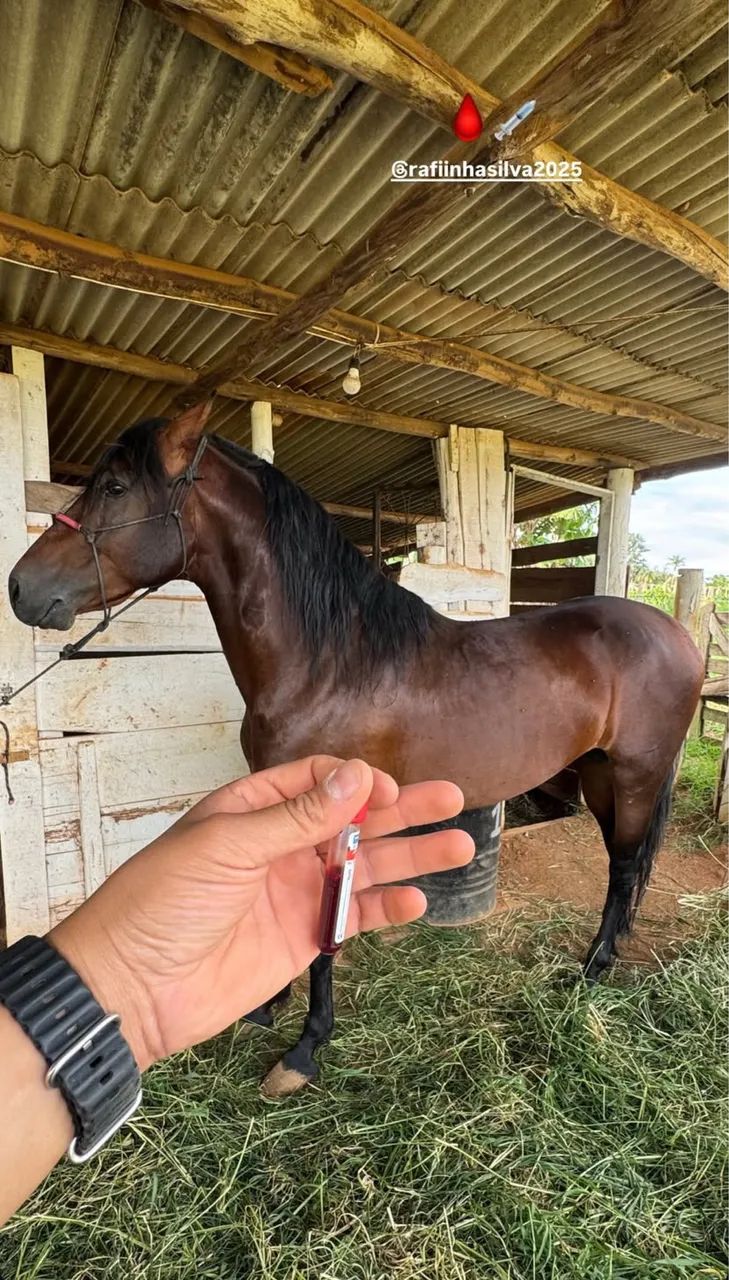 Cavalo mangalarga  - Foto 6