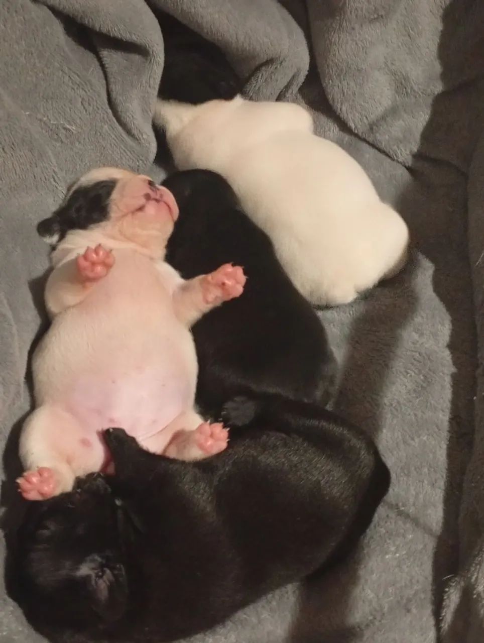 Bulldog francês 