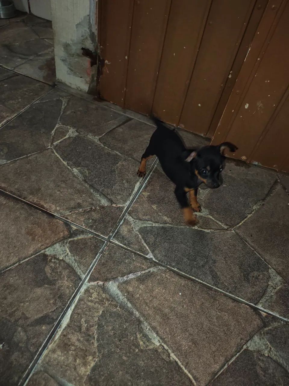 Pinscher macho 2 meses - Foto 4