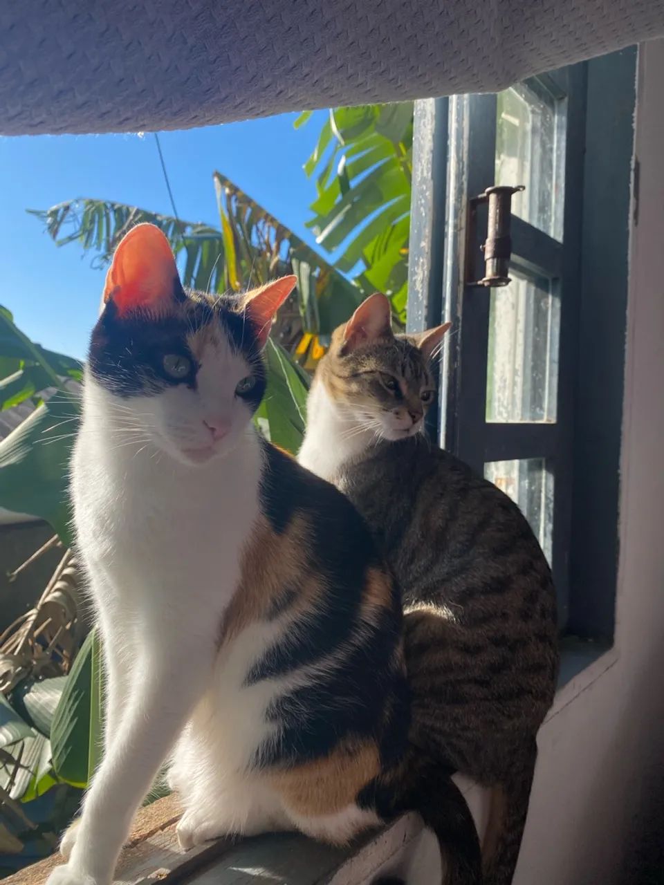 Gatinhas doação - Foto 2