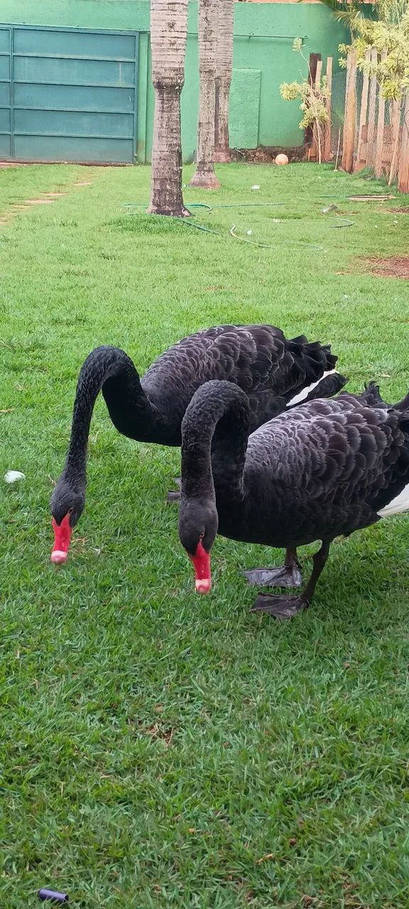 Cisne Negro  - Foto 3