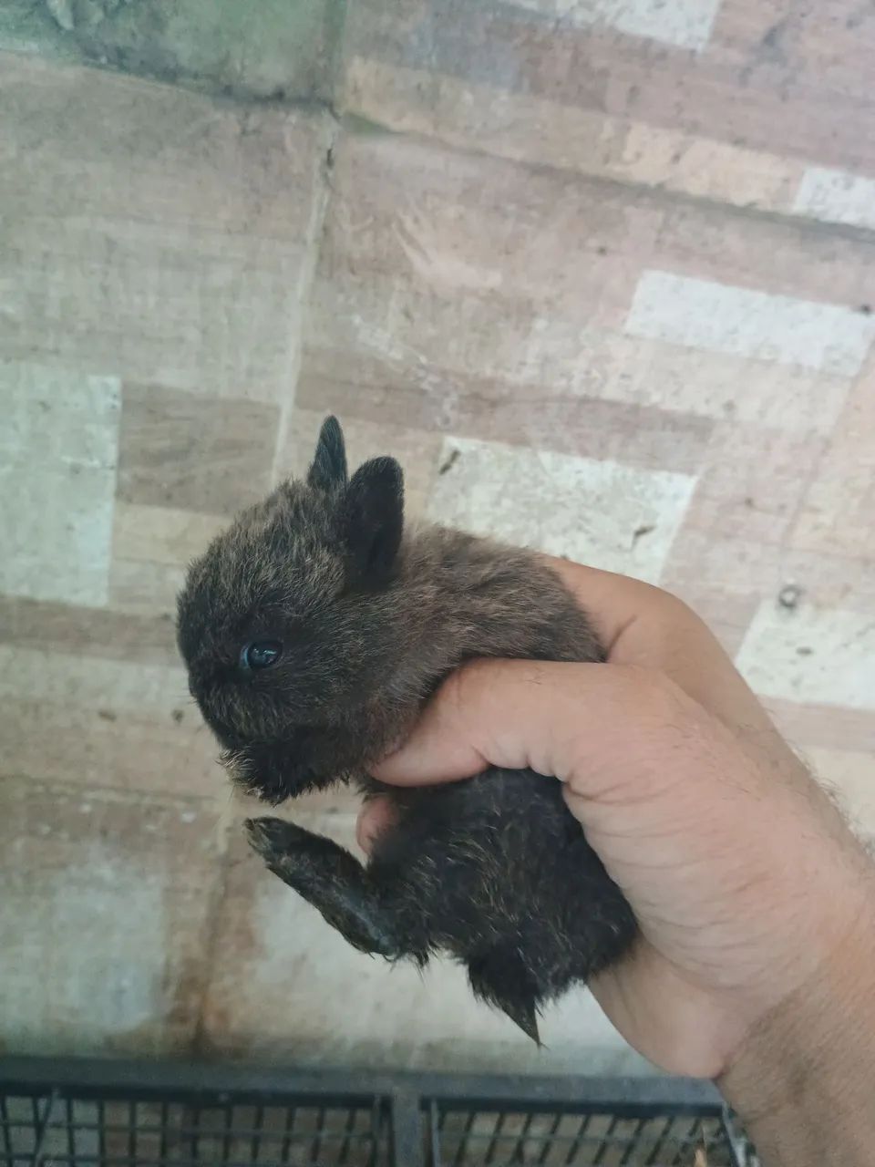 Coelho filhotes 