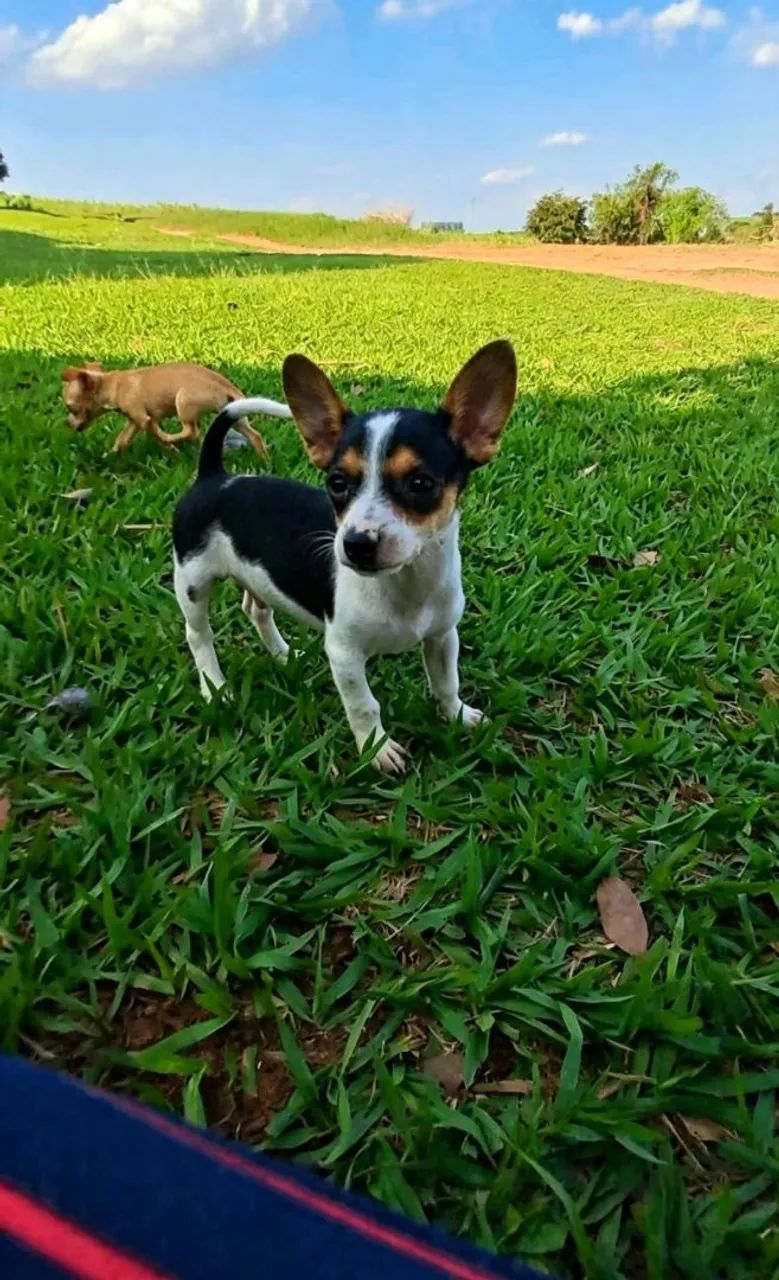 Pinscher - Foto 3