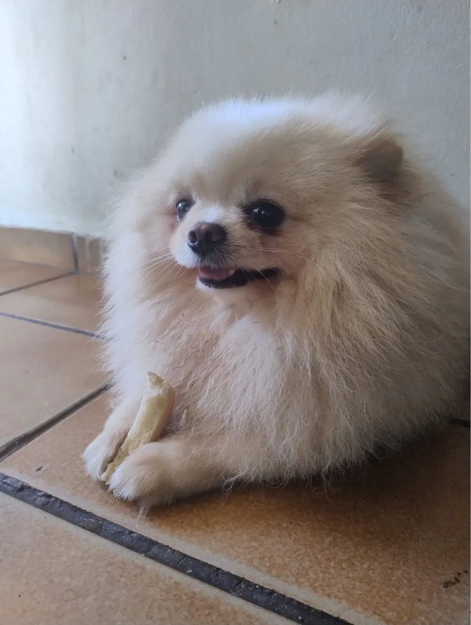 Spitz alemão macho para cruza - Foto 2