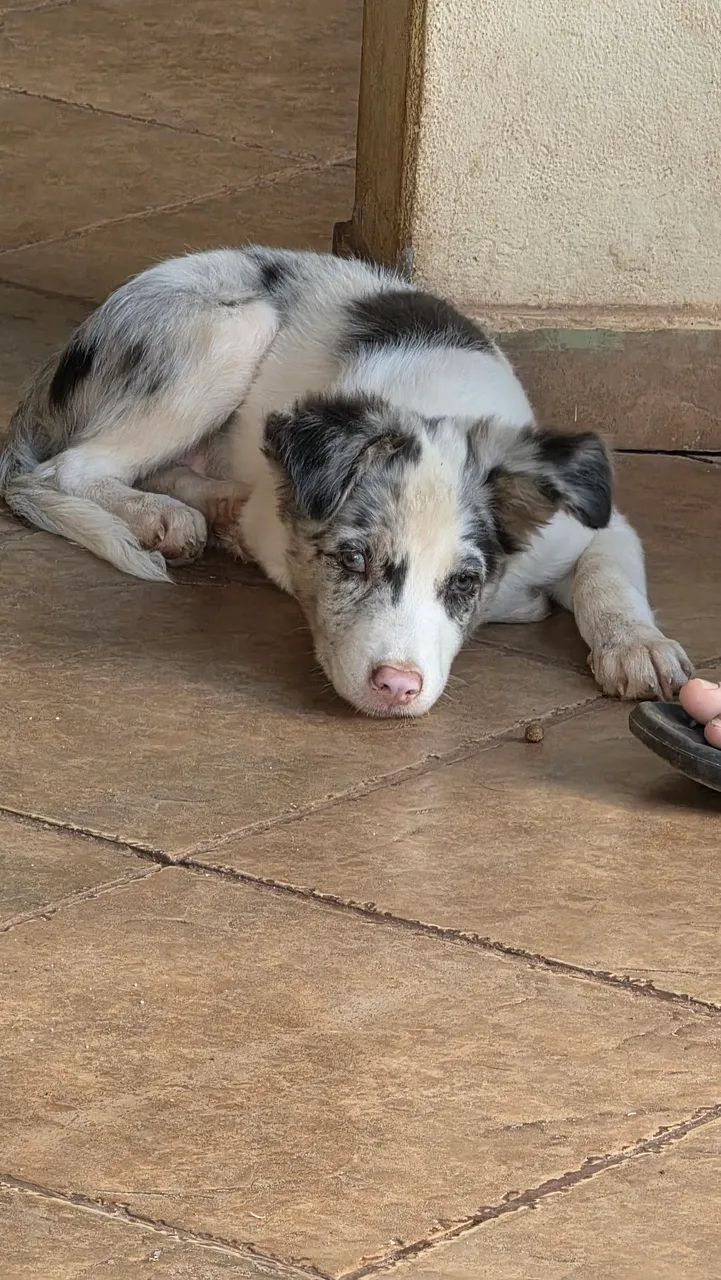 Border collie macho disponível  - Foto 5
