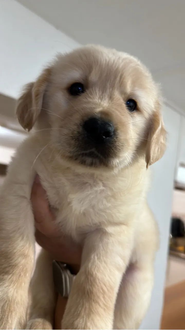 Golden Retriever 