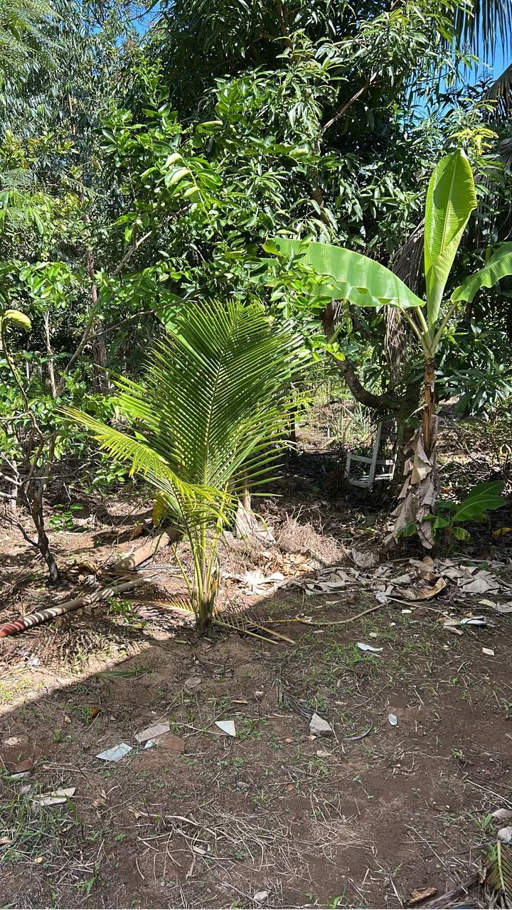 Lugar de paz e tranquilidade sítio todo plantado  - Foto 2