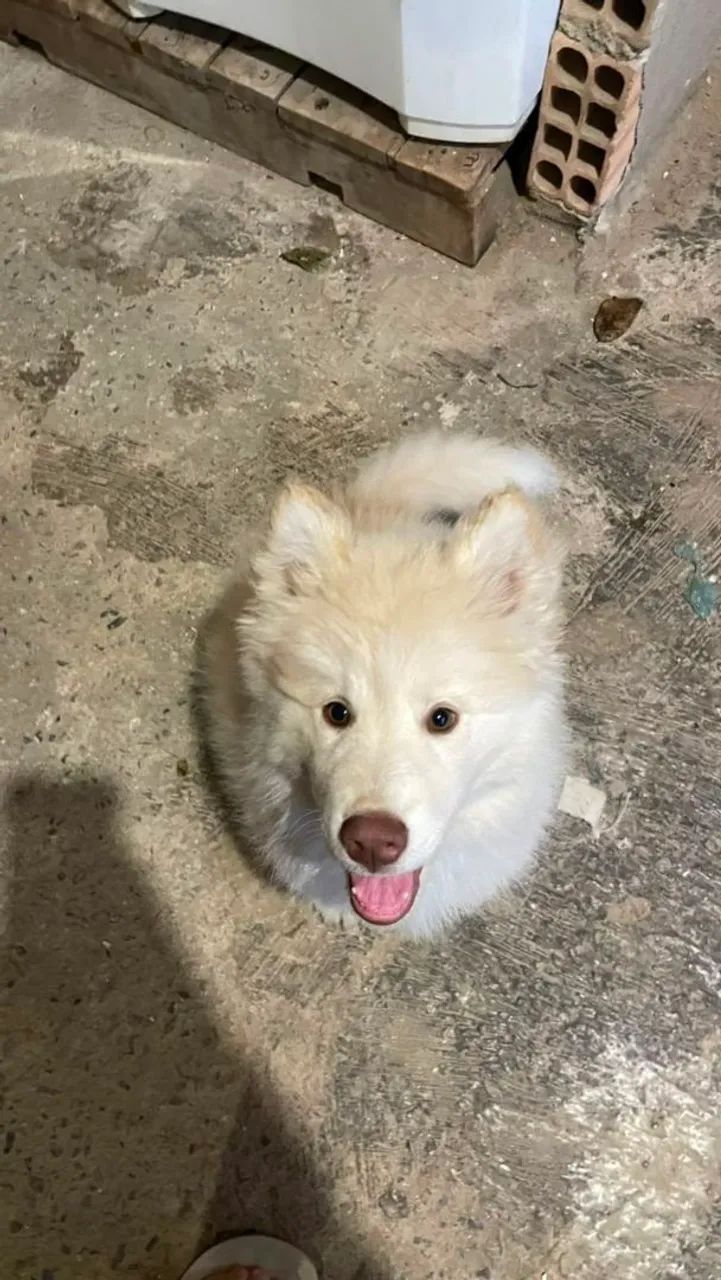 Husky Siberiano 
