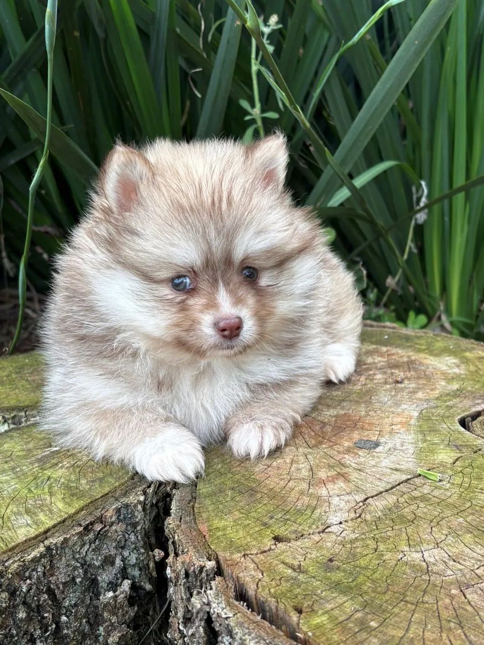 Pomsky mini - Foto 2